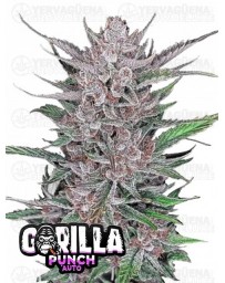 Gorilla Punch Auto- Fast Buds Seeds