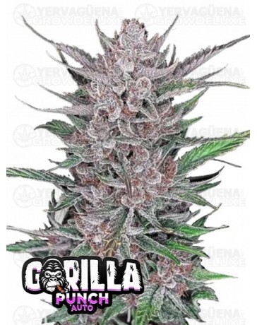 Gorilla Punch Auto- Fast Buds Seeds