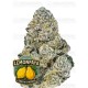 Lemonpaya -Fast Buds Seeds