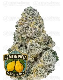 Lemonpaya -Fast Buds Seeds