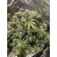 Lemonpaya -Fast Buds Seeds