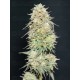 Lemonpaya -Fast Buds Seeds