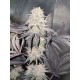 Lemonpaya -Fast Buds Seeds