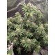 Lemonpaya -Fast Buds Seeds