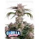Strawberry Gorilla Auto - Fast Buds Seeds