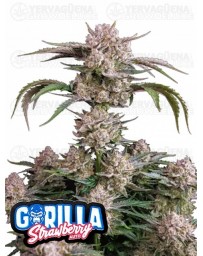 Strawberry Gorilla Auto - Fast Buds Seeds