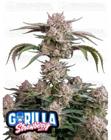 Strawberry Gorilla Auto - Fast Buds Seeds