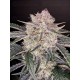 Strawberry Gorilla Auto - Fast Buds Seeds