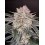 Strawberry Gorilla Auto - Fast Buds Seeds