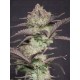 Strawberry Gorilla Auto - Fast Buds Seeds