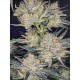 Strawberry Gorilla Auto - Fast Buds Seeds