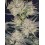 Strawberry Gorilla Auto - Fast Buds Seeds