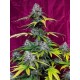 Strawberry Gorilla Auto - Fast Buds Seeds