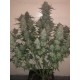 Strawberry Gorilla Auto - Fast Buds Seeds