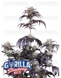 Strawberry Gorilla Auto RF3 - Fast Buds Seeds