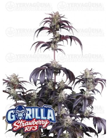 Strawberry Gorilla Auto RF3 - Fast Buds Seeds