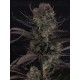 Strawberry Gorilla Auto RF3 - Fast Buds Seeds