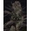 Strawberry Gorilla Auto RF3 - Fast Buds Seeds
