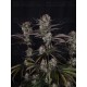 Strawberry Gorilla Auto RF3 - Fast Buds Seeds