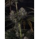 Strawberry Gorilla Auto RF3 - Fast Buds Seeds