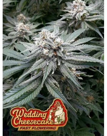 Wedding Cheesecake Fast Flowering - Fast Buds Seeds