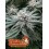 Wedding Cheesecake Fast Flowering - Fast Buds Seeds
