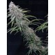 Wedding Cheesecake Fast Flowering - Fast Buds Seeds