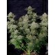 Wedding Cheesecake Fast Flowering - Fast Buds Seeds