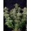 Wedding Cheesecake Fast Flowering - Fast Buds Seeds