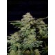Wedding Cheesecake Fast Flowering - Fast Buds Seeds
