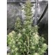 Wedding Cheesecake Fast Flowering - Fast Buds Seeds