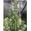 Wedding Cheesecake Fast Flowering - Fast Buds Seeds