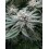 Wedding Cheesecake Fast Flowering - Fast Buds Seeds