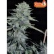 Wedding Cheesecake Fast Flowering - Fast Buds Seeds