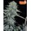 Wedding Cheesecake Fast Flowering - Fast Buds Seeds