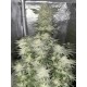 Wedding Cheesecake Fast Flowering - Fast Buds Seeds