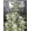 Wedding Cheesecake Fast Flowering - Fast Buds Seeds