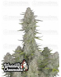 Wedding Cheesecake Auto - Fast Buds Seeds