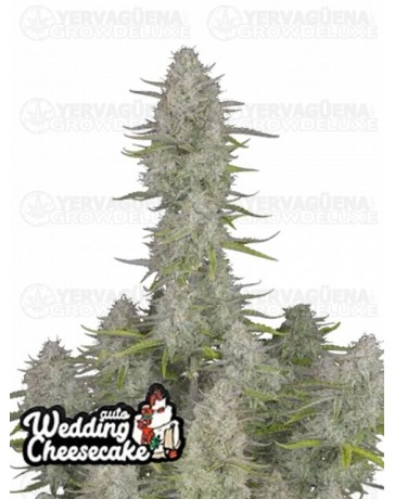 Wedding Cheesecake Auto - Fast Buds Seeds