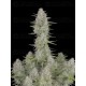 Wedding Cheesecake Auto - Fast Buds Seeds