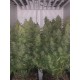 Wedding Cheesecake Auto - Fast Buds Seeds