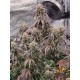 Wedding Cheesecake Auto - Fast Buds Seeds
