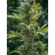 Wedding Cheesecake Auto - Fast Buds Seeds
