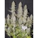 Wedding Cheesecake Auto - Fast Buds Seeds
