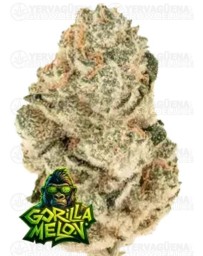 Gorilla Melon -  Fast Buds Seeds