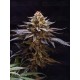 Gorilla Melon -  Fast Buds Seeds