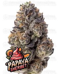 Papaya Sherbet - Fast Buds Seeds