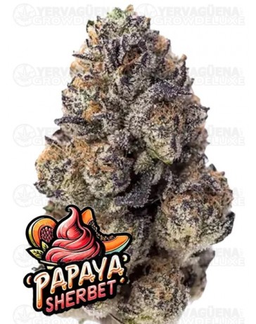 Papaya Sherbet - Fast Buds Seeds