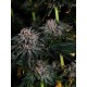 Papaya Sherbet - Fast Buds Seeds