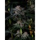 Papaya Sherbet - Fast Buds Seeds